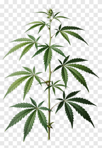 Cannabis Plant With Green Leaves PNG