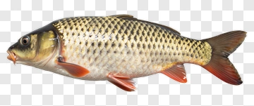 Common Carp Fish PNG