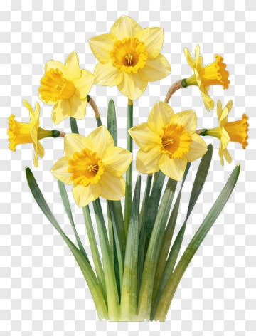 Yellow Daffodil Flower Bouquet PNG