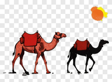 Camels Walking Under The Sun PNG