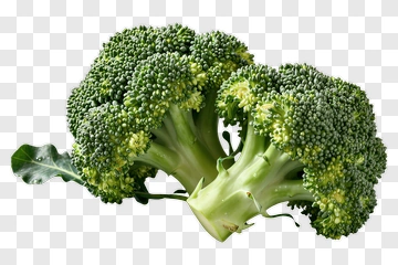 Fresh Broccoli Vegetable PNG