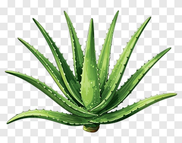 Aloe Vera Plant PNG