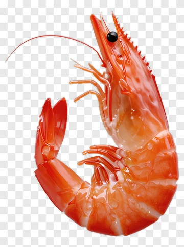 Realistic Shrimp PNG