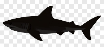 Black Shark PNG