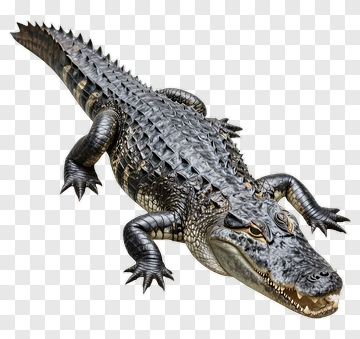Crocodile With Detailed Scales PNG