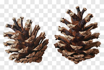 Pine Cone PNG