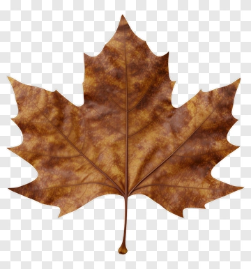 Brown Maple Leaf PNG
