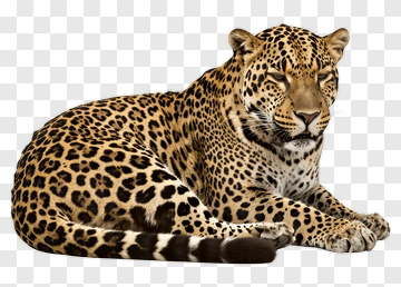 Leopard Lying Down PNG