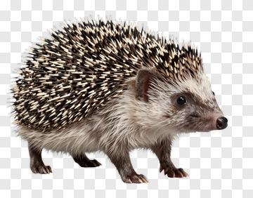 Hedgehog PNG