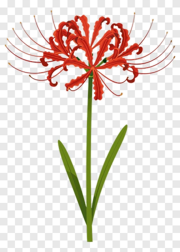 Red Spider Lily PNG