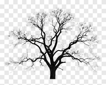 Black Tree Without Leaves PNG
