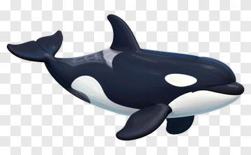 Cartoon Orca Swimming PNG