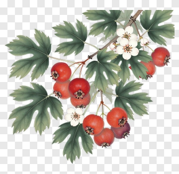 Hawthorn Branch With Red Berries And Green Leaves PNG