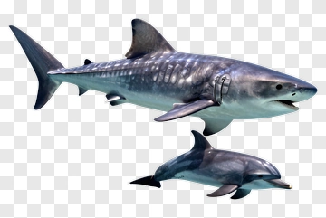 Shark And Dolphin Swimming Together PNG