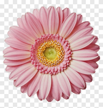 Pink Flower With Yellow Center PNG
