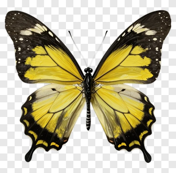 Yellow And Black Butterfly PNG