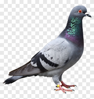 Realistic Pigeon Standing PNG