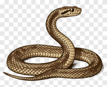 Realistic Cobra Snake PNG