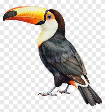 Toucan With Colorful Beak PNG