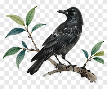 Black Bird Perched On A Branch PNG