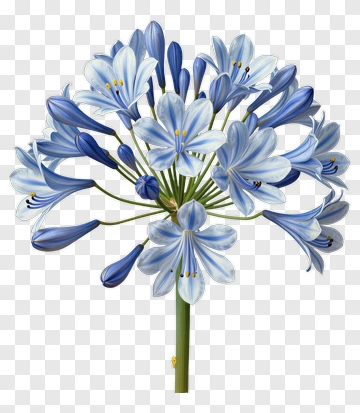 Blue Agapanthus Flower Bouquet PNG