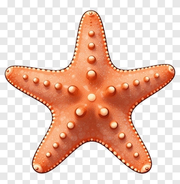 Orange Starfish PNG