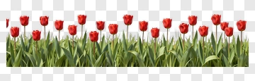 Red Tulips In A Green Field PNG