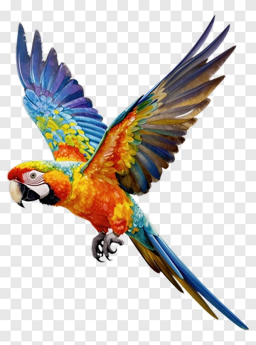 Colorful Macaw Parrot In Flight PNG