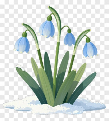 Snowdrop Flowers Emerging From Snow PNG