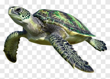 3D Green Sea Turtle Swimming PNG