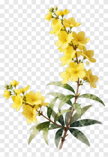 Yellow Flower Branch PNG