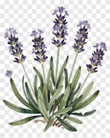 Lavender Plant With Purple Flowers PNG