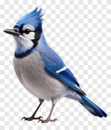 Blue Jay Bird PNG