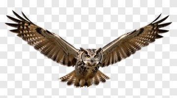 Owl In Flight PNG