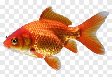 Realistic Goldfish PNG