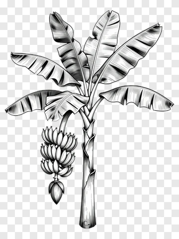 Banana Tree With Bunch Of Bananas PNG