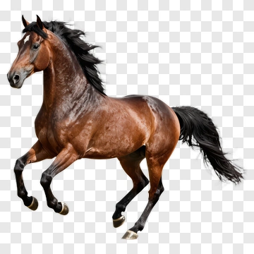Brown Horse Running PNG