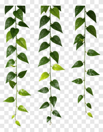 Green Pothos Plant Vines PNG