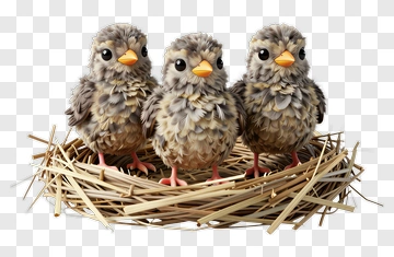 Three Baby Birds In A Nest PNG