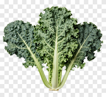 Fresh Kale Leaves PNG