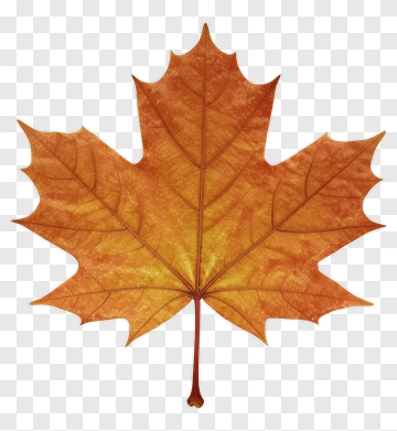 Autumn Maple Leaf PNG