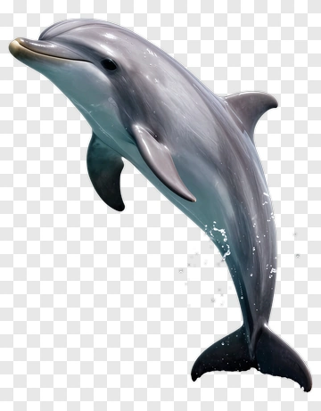 3D Dolphin Swimming In Water PNG