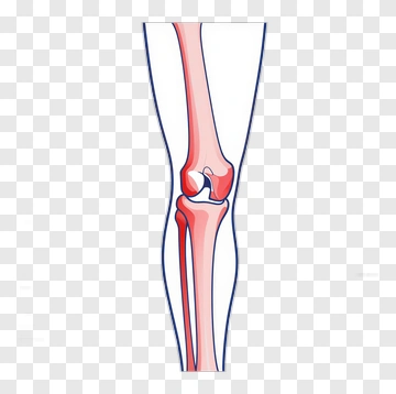 Knee Joint Anatomy Diagram PNG