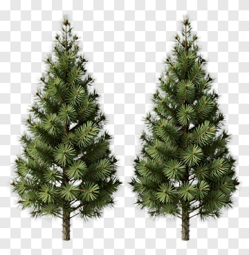 Pine Trees PNG