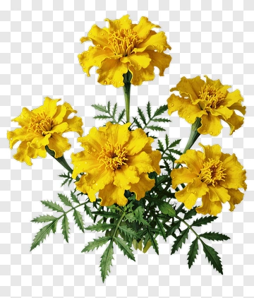Yellow Marigold Flowers PNG