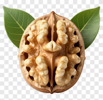 Walnut With Leaves PNG