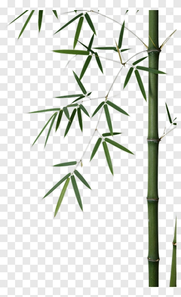Bamboo Plant With Green Leaves PNG