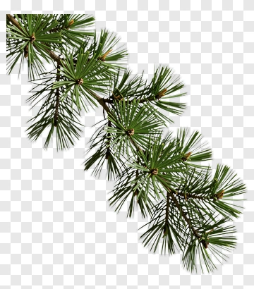 Pine Tree Branch PNG