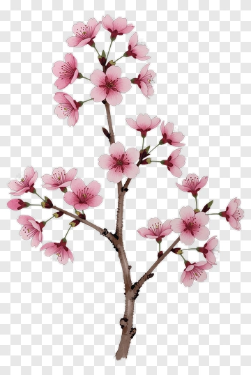 Cherry Blossom Branch With Pink Flowers PNG