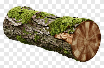 Wood Log Covered In Moss PNG